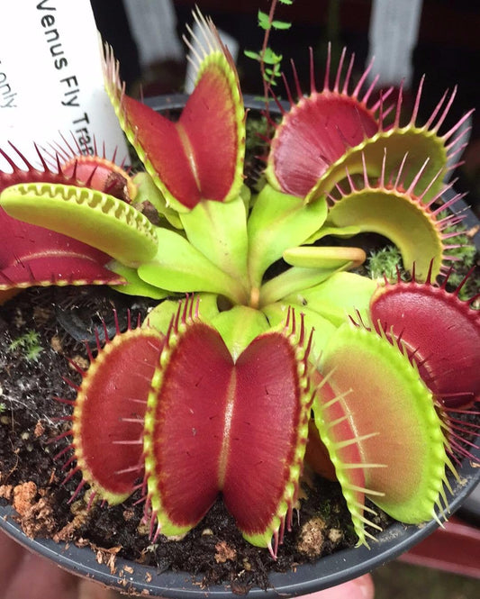 Venus Flytrap Seeds, (25 Seeds) Carnivorous Beauty an Excellent Indoor Plant