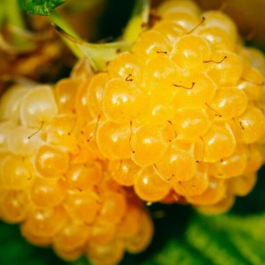 25 Seeds Plant Salmonberry - Fruit Bearing Shrub - (Rubus Spectabilis) 25+ Seeds for Your Garden