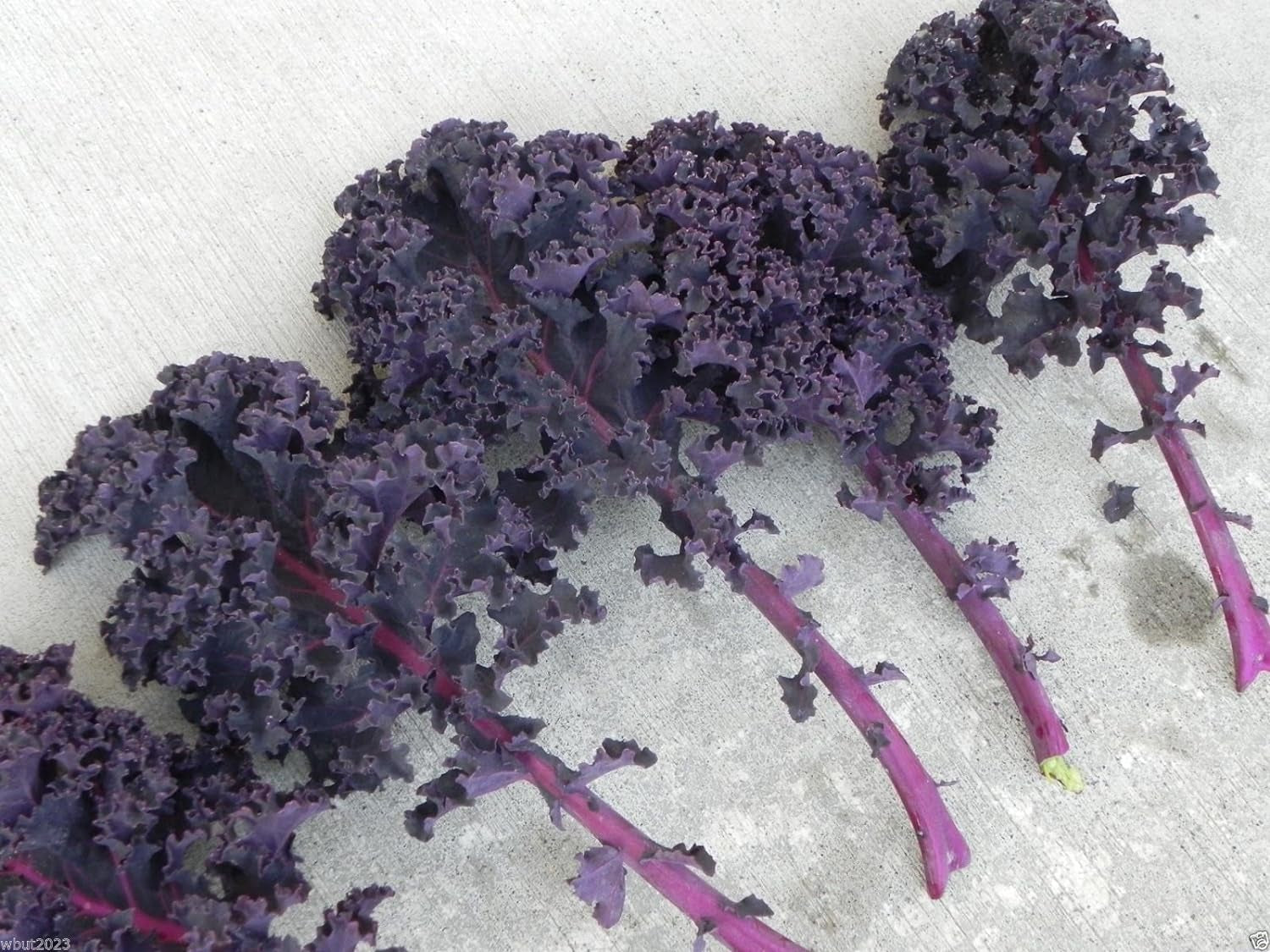 500 Seeds Scarlet Kale Seed - Multi-Purpose, Open-Pollinated Kale.Vegetables, Kale,Scarlet