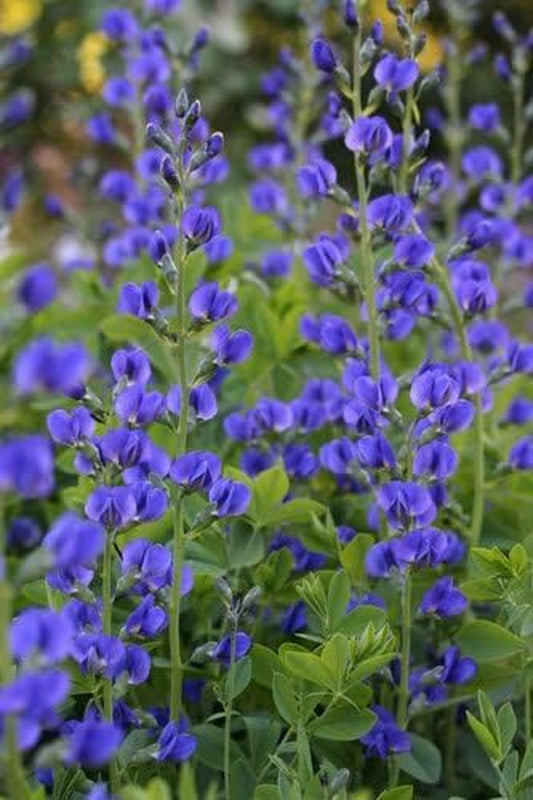 50 BLUE WILD INDIGO (False Indigo) Baptisia Australis Flower Seeds by