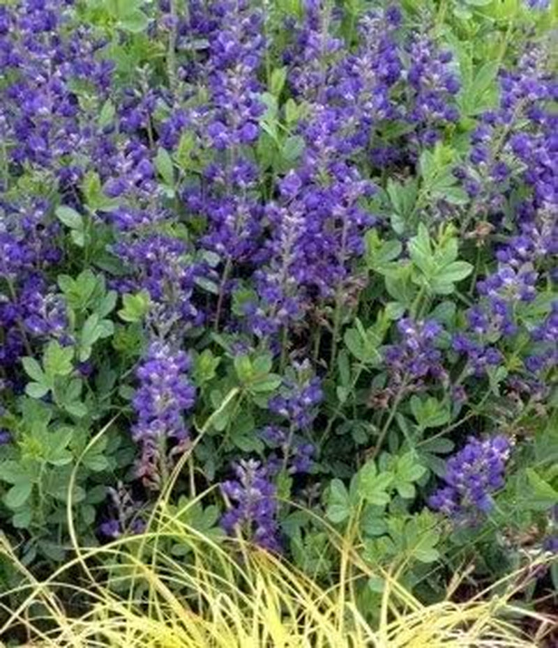 50 BLUE WILD INDIGO (False Indigo) Baptisia Australis Flower Seeds by