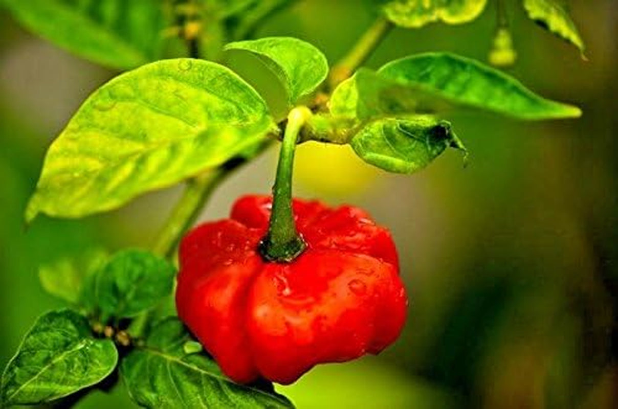 Aji Cachucha Aji Gustoso 50 Seeds Sweet Pepper Aji Dulce Cuban Sweet Natural