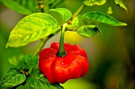 Aji Cachucha Aji Gustoso 50 Seeds Sweet Pepper Aji Dulce Cuban Sweet Natural