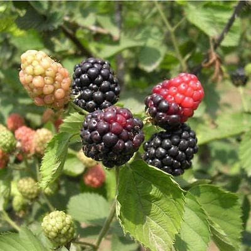 Giant Thornless Blackberry 315 Seeds - Triple Crown Blackberry Fruit Seeds, Blackberry Bush Non GMO Seeds, Wild Grow Unique Seeds, Blackberry Seeds for Planting