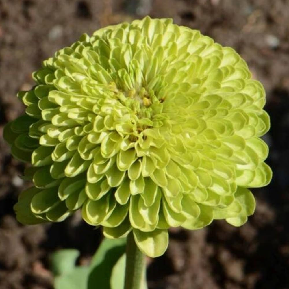 Flower 100 Seeds Giant Zinnia "Envy" Green - Organic Fresh Seeds for Planting - Live Flowers Seeds for Home and Garden