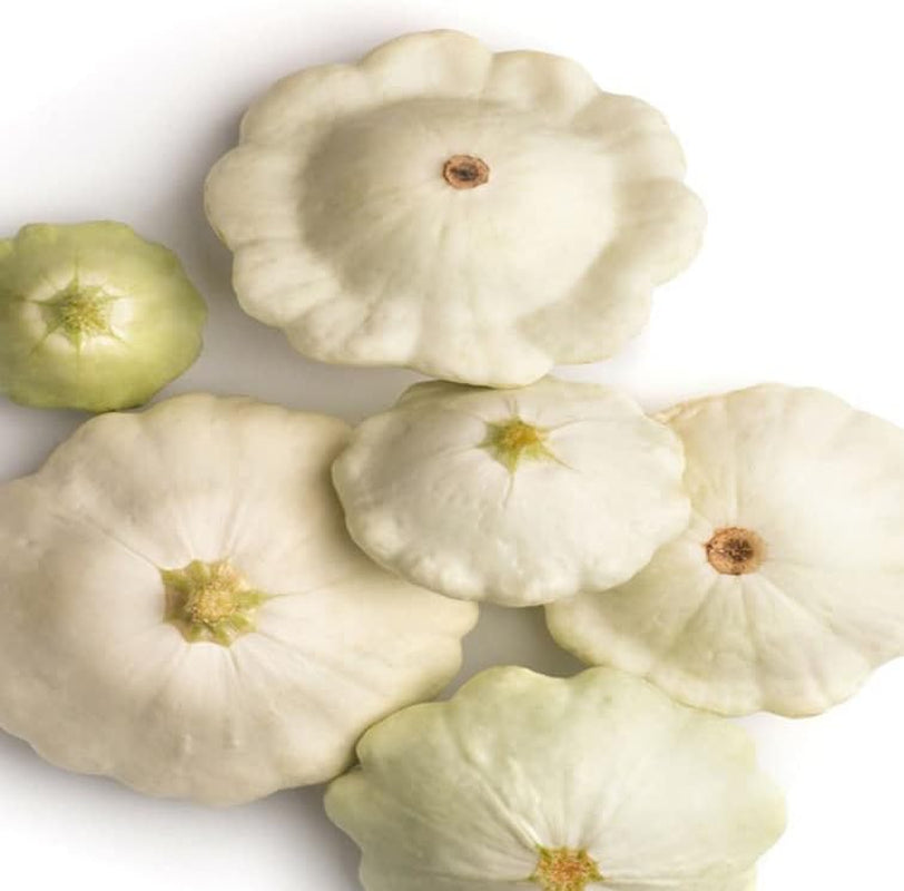 Seeds 50 Early White Bush"Patty Pan" Scallop Squash Seeds- Pattypan Vegetable - Vegetable Seed White Pattypan
