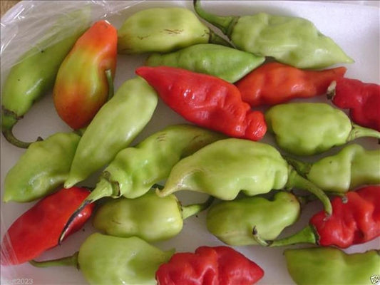10 Seeds Trinidad Pimento Pepper Seeds A. K. A. Seasoning Pepper (C.Chinense) Very Tasty!