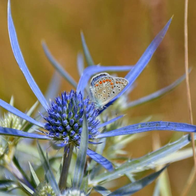 25+ Seeds Blue Star, Sea Holly - Eryngium Planium Florist Choice! - Flower Seeds for Your Home and Garden