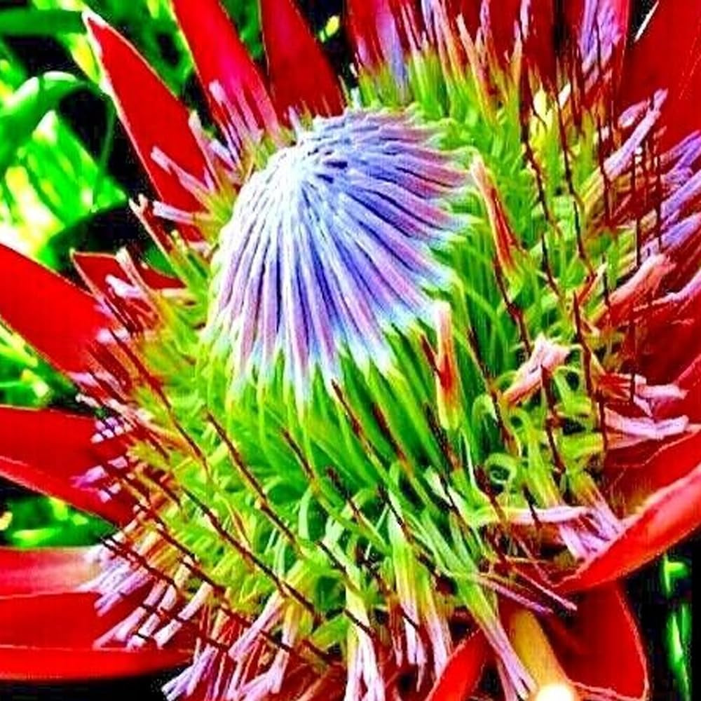 5 Seeds King Protea CYNAROIDES Seeds *Giant 12" Flowers* Rare Exotic Garden Plant - Organic Fresh Seeds for Planting - Live Seeds