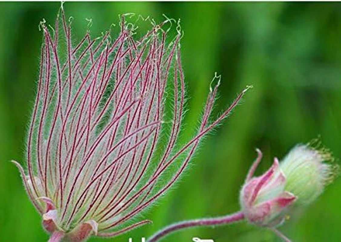 40 Seeds Prairie Smoke Seeds, Bonsai Potted Rare Flower Seeds, Semillas De Flores Plants for DIY Home & Garden GIFT