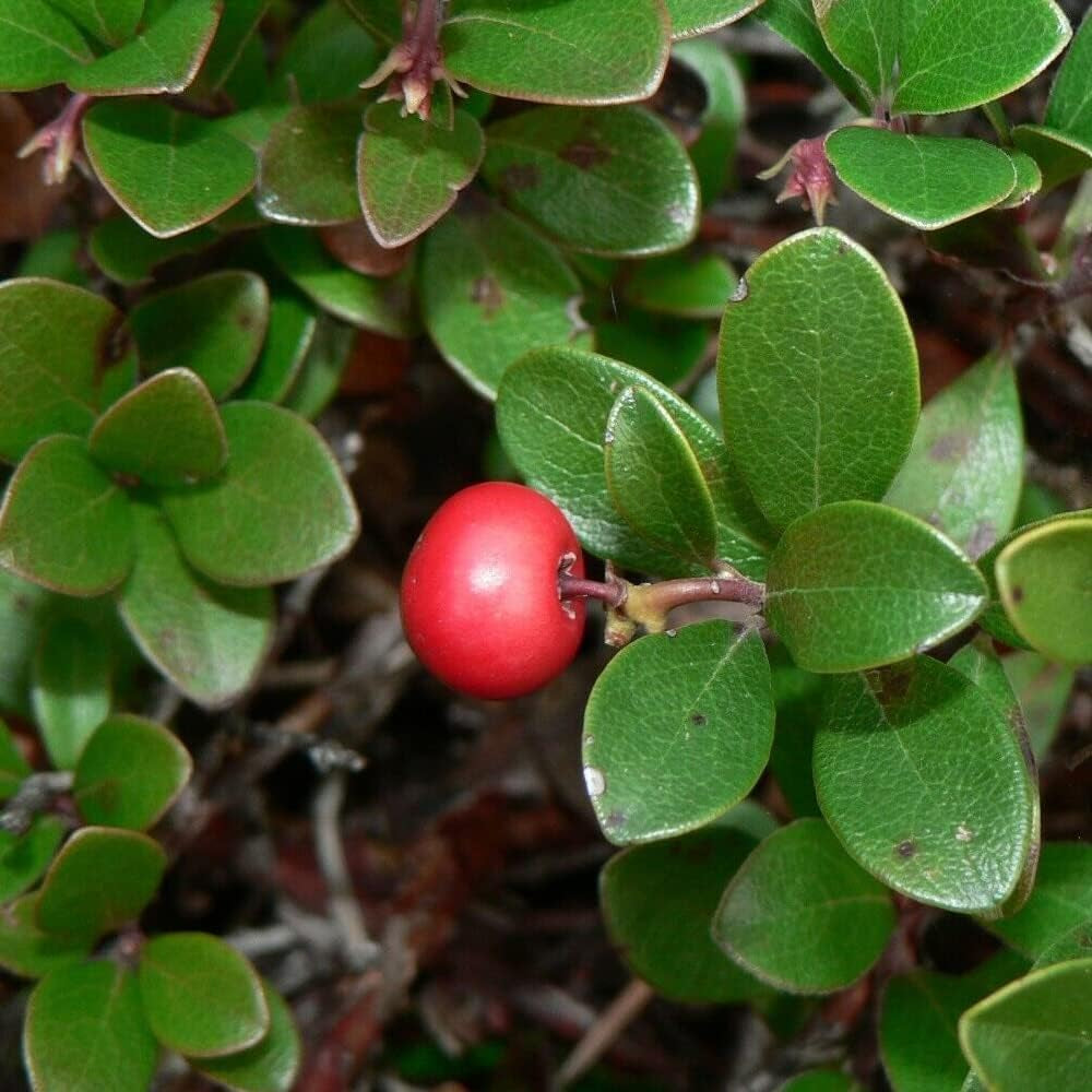 20 Seeds Bearberry, Kinnikinick - Arctostaphylos Uva-Ursi - Fresh Prganic Seeds Berry for Planting - Seeds for Home and Garden