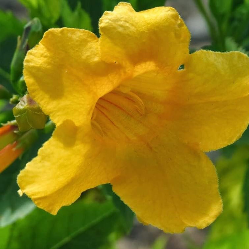 Tecoma Stans Plant 50 Seeds Arizona Yellow Elder Esperanza Gold - 50 Seeds Arizona Yellow Elder Esperanza Organic Flower for Your Garden