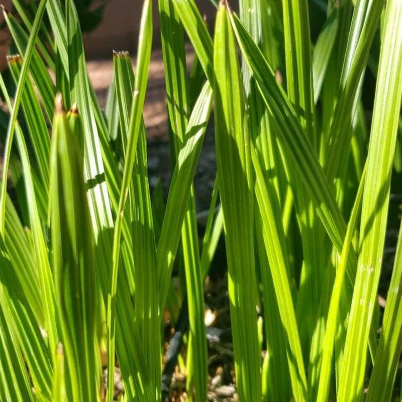 1- Medjool 9+ Inches Date Palm Tree Seedlings Phoenix Dactylifera Food Plant Sapling - 1- Medjool 9+ Inches Date Palm Tree for Landscape