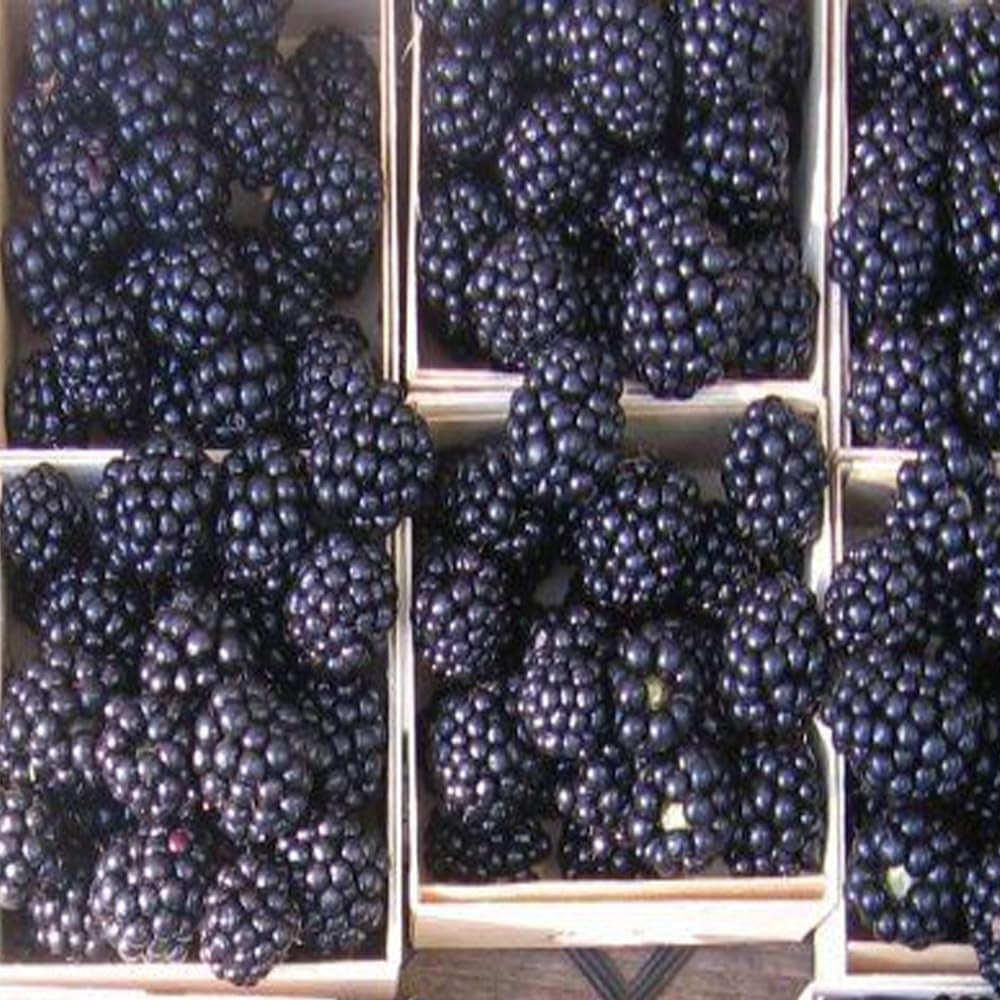 Giant Thornless Blackberry 315 Seeds - Triple Crown Blackberry Fruit Seeds, Blackberry Bush Wild Grow Unique Seeds, Blackberry Seeds for Home and Garden - Plant Seeds