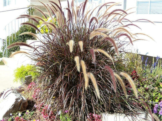 Purple Fountain Grass Ornamental Pennisetum Dark Burgundy Flower Jocad (25 Seeds)