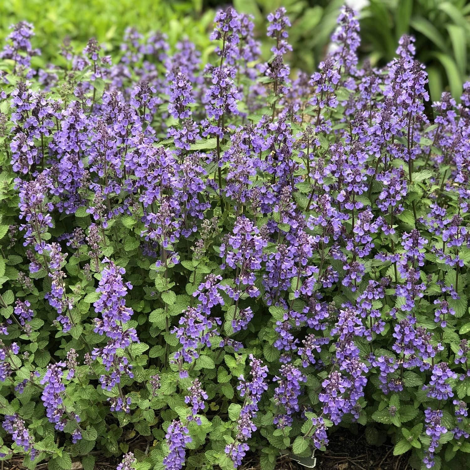 Catmint Seeds- 'Blue Wonder'-(Nepeta Mussinii)-Compact, Heat Tolerant,Perennial (50 Seeds)