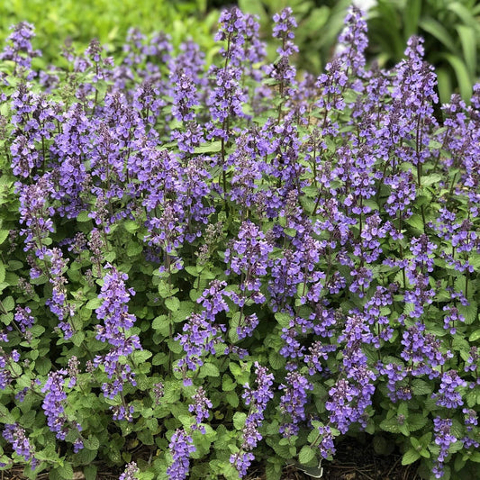 Catmint Seeds- 'Blue Wonder'-(Nepeta Mussinii)-Compact, Heat Tolerant,Perennial (50 Seeds)