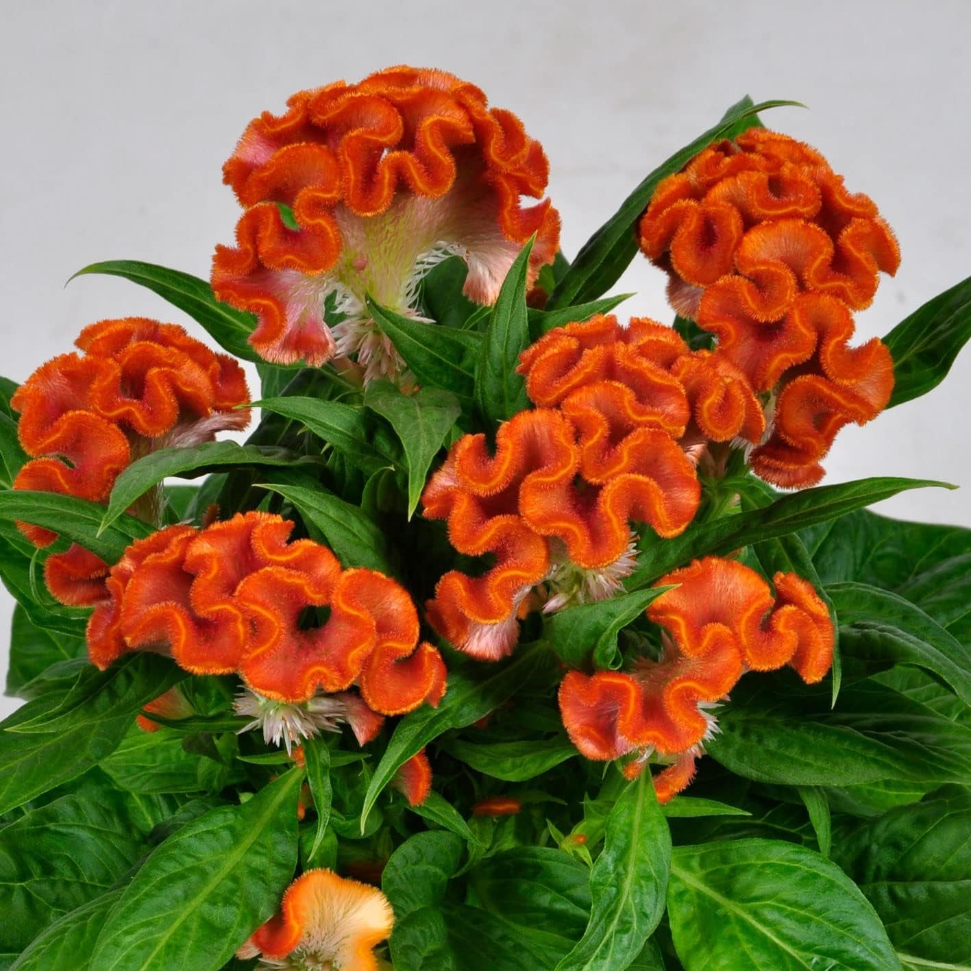 30+ Orange Colored Cockscomb / Celosia Flower Seeds Reseeding Annual