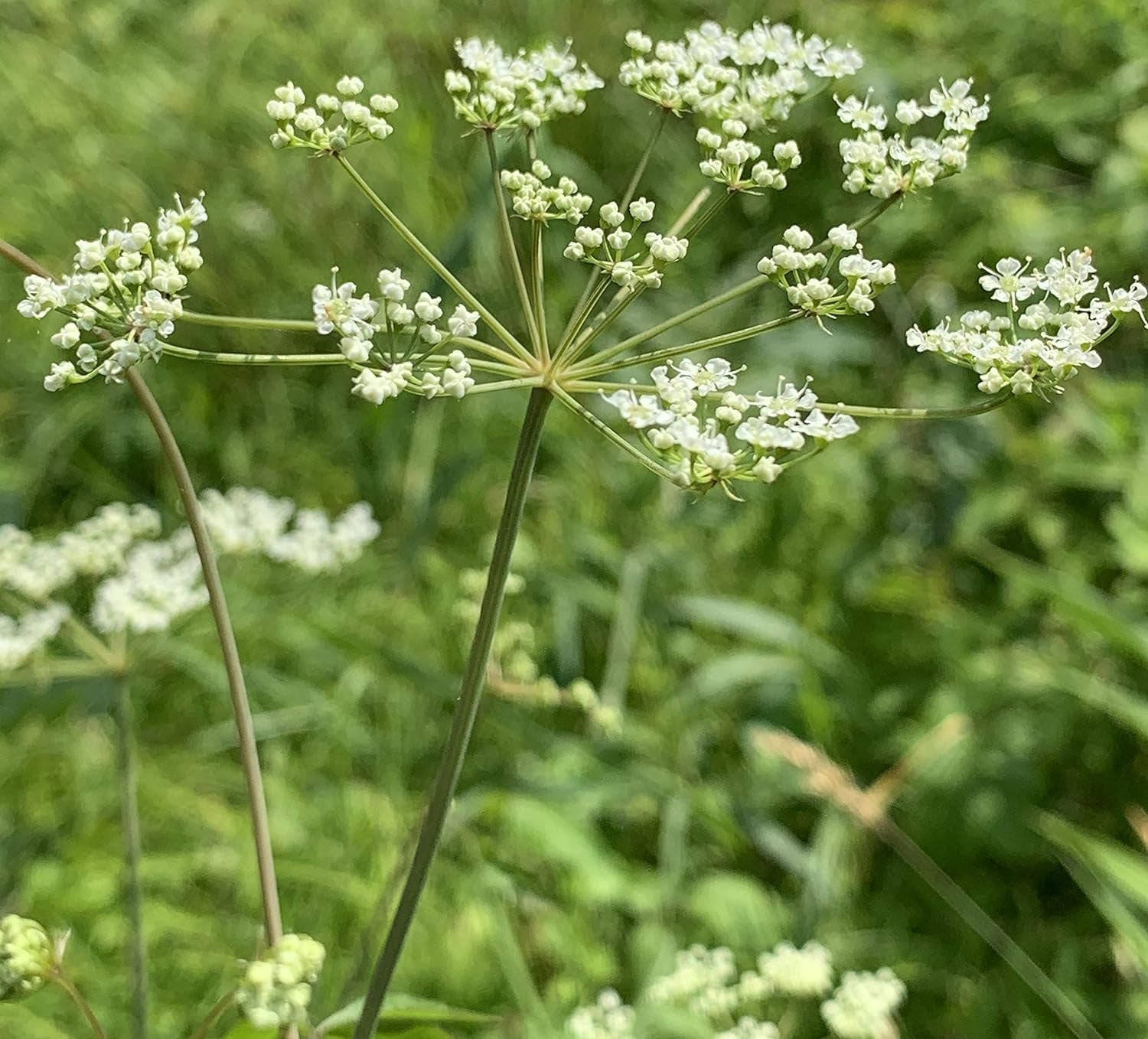 Queen Anne'S Lace- 200 Seeds - 50 % off Sale