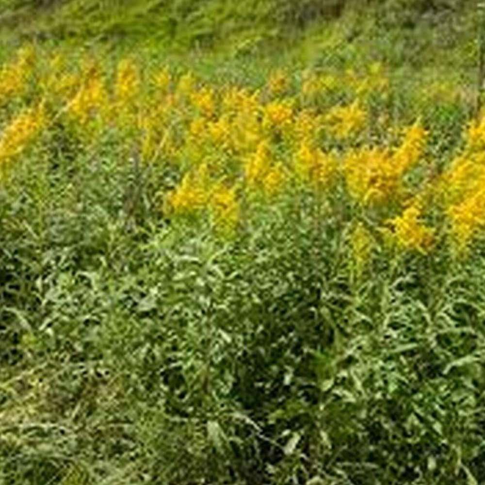 100 Seeds Solidago - Goldenrod Herb Seeds for Planting - Goldenrod Seeds for Home and Garden