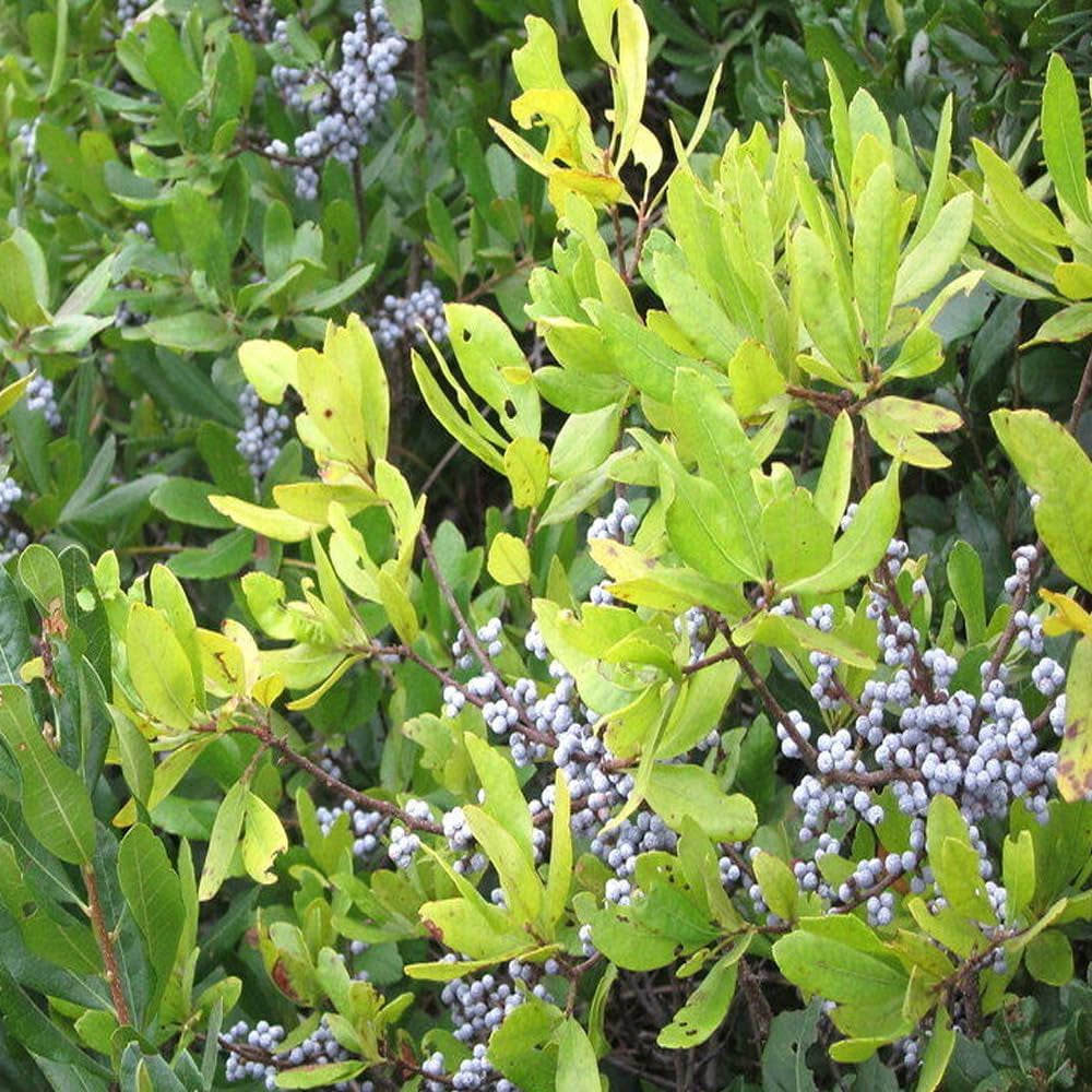 20 Seeds Northern Bayberry Myrica Pensylvanica - Organic Fresh Seeds for Planting - Seeds for Home and Garden