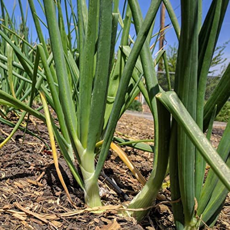 Walla Walla Sweet Onions-5-6 Inch Diameter!! -Extra Large White Onions!! Sweet! (25 - Seeds)