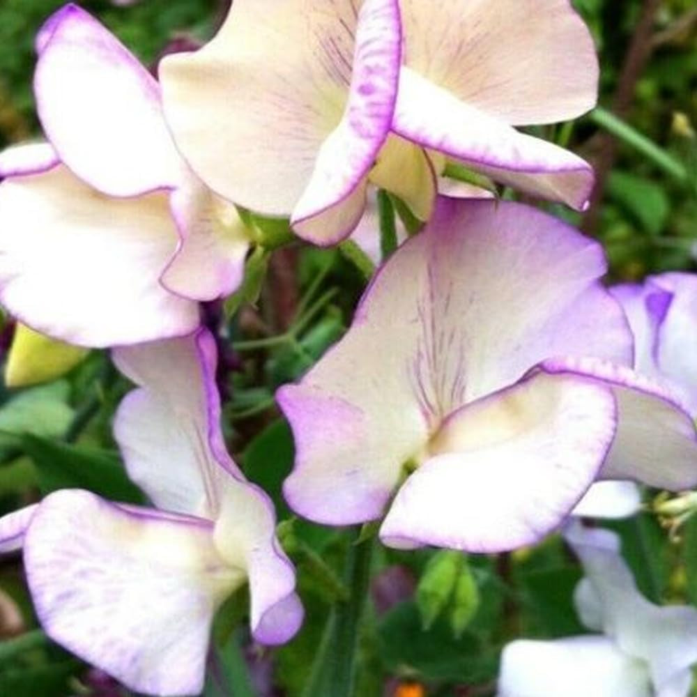 25 Seeds Flower Sweet Pea HIGH Scent Vine Fragrant Colored White/Purple Flower - Seeds for Home and Garden - Organic Fresh Seeds for Planting