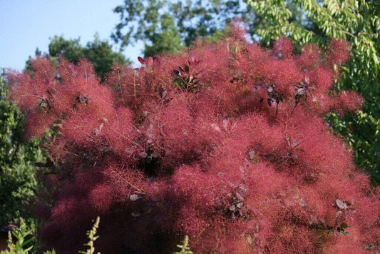 Purple Smoke Tree Shrub Smokebush Cotinus Coggygria Rhus Cotinus Sumach Jocad (30 Seeds)