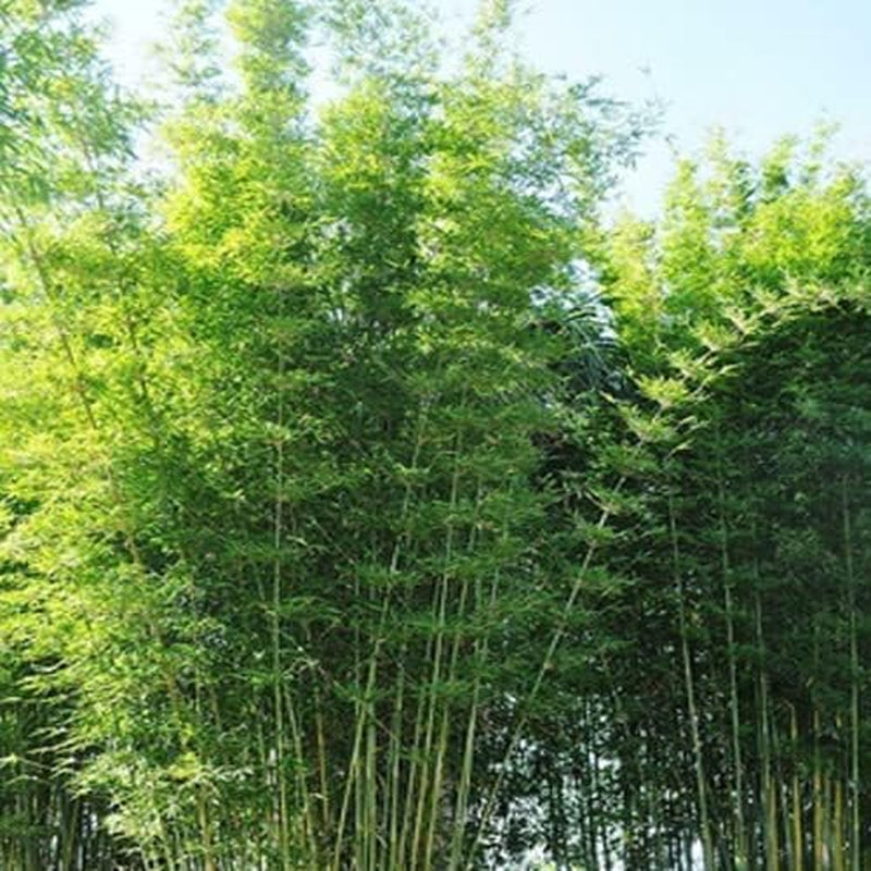 Bambusa Seeds 50 Oldhamii Bamboo - Bamboo Seeds for Your Garden - Privacy Garden Clumping Shade Seed