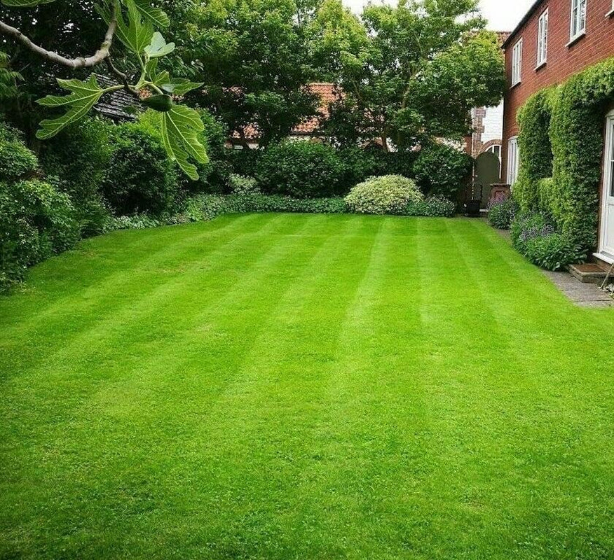 Empire Zoysia Grass Seeds Zoysia Empire Grass Seeds Zoysia Grass Seeds 1/8Lb