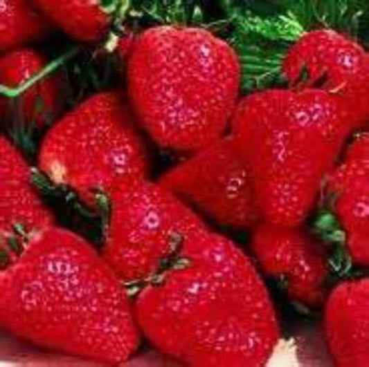 Eversweet Strawberry! 25 Seeds! Super Sweet & Bears Fruit ALL SUMMER!