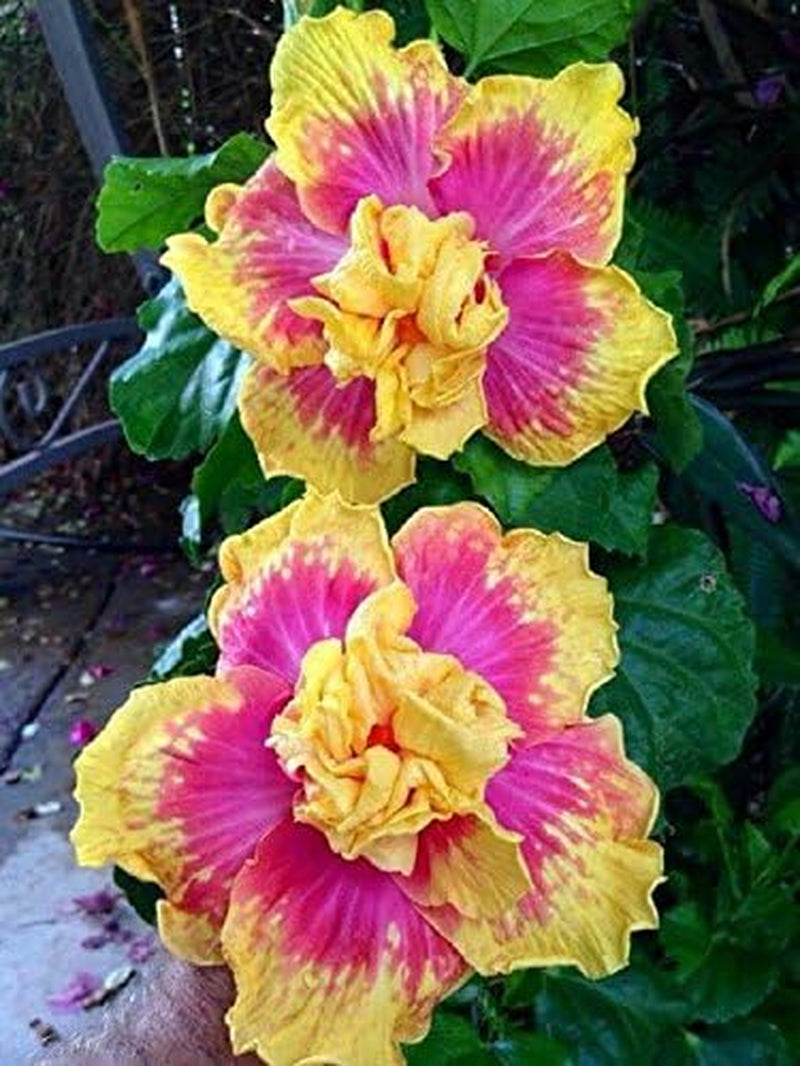 10 Double Pink Yellow Hibiscus Seeds Hardy Flower Garden Exotic Perennial Seed