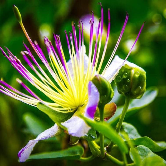 Seed Caper Bush - Capparis Spinosa - 25+ Seeds - the Caper Bush Plant for Your Garden