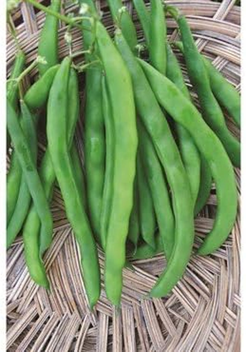 White Half Runner Bean (1 Oz Seed Pack). Yields an Early, Heavy Crop of Tender Green Pods and Sweet Flavor.