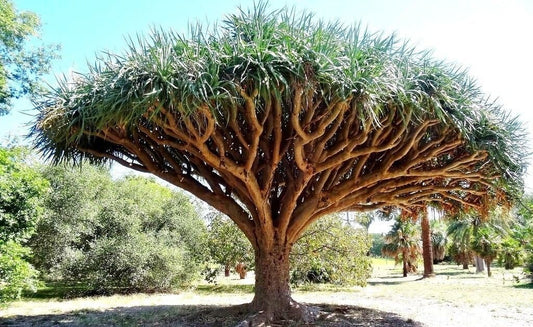 Dragon'S Blood Tree, Dracaena Draco Rare Canary Island Palm Bonsai Seed 10 Seeds