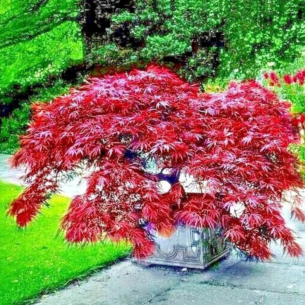 5 Dwarf Japanese Red Linear Leaf Maple Tree Seeds Acer Scolopendrifolium Bonsai - Organic Fresh Seeds for Planting - Live Seeds for Home