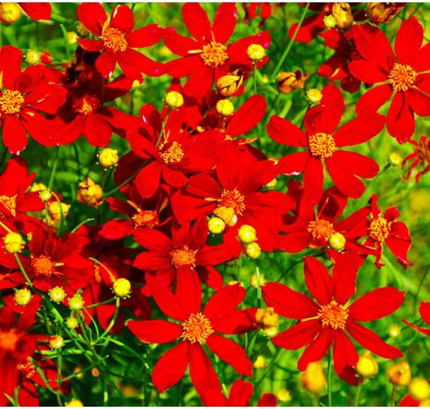 Seeds 1000 Flower Coreopsis Red Dwarf- Coreopsis Tinctoria- 1000 Seed Flower