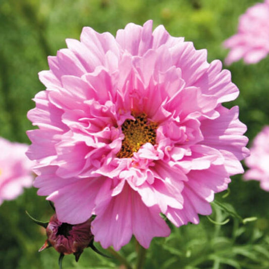 50 Double Dutch Rose Cosmos Flower Seeds - Organic Flower Seeds for Planting - Live Seeds for Home and Garden
