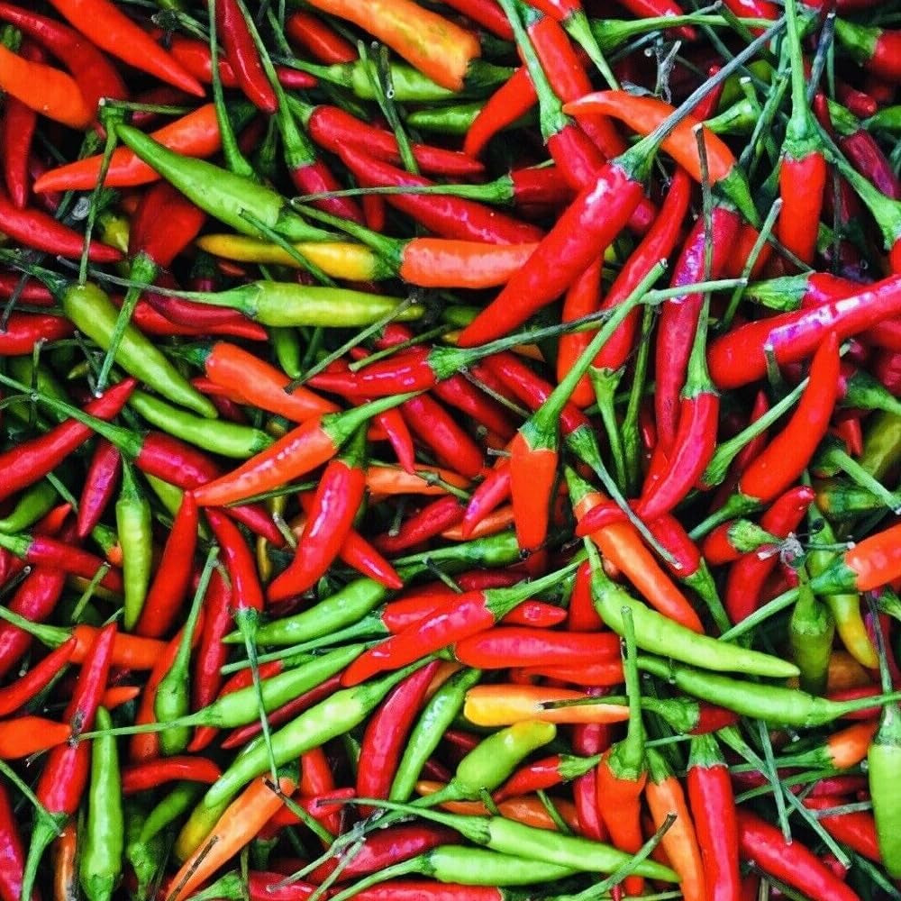 Thai HOT Pepper Seeds Heirloom - Fresh Harvest - Organic Fresh Seeds for Planting - Live Pepper Seeds for Home and Garden