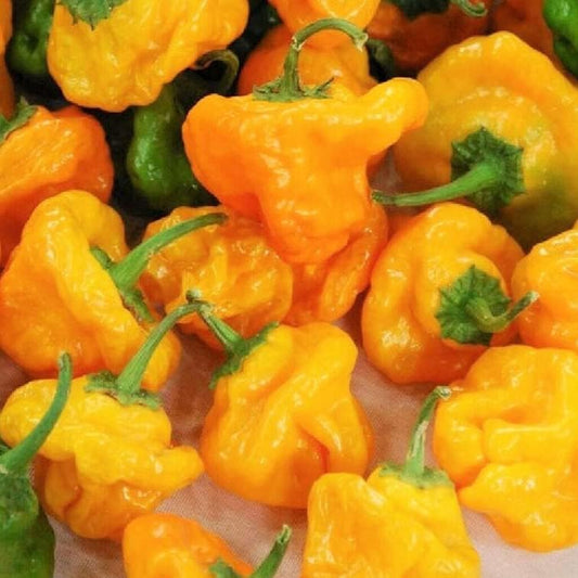 20+ Seeds Hot Pepper Scotch Bonnet Scoville 50,000/350,000 - Plant Vegetable Seed for Your Garden