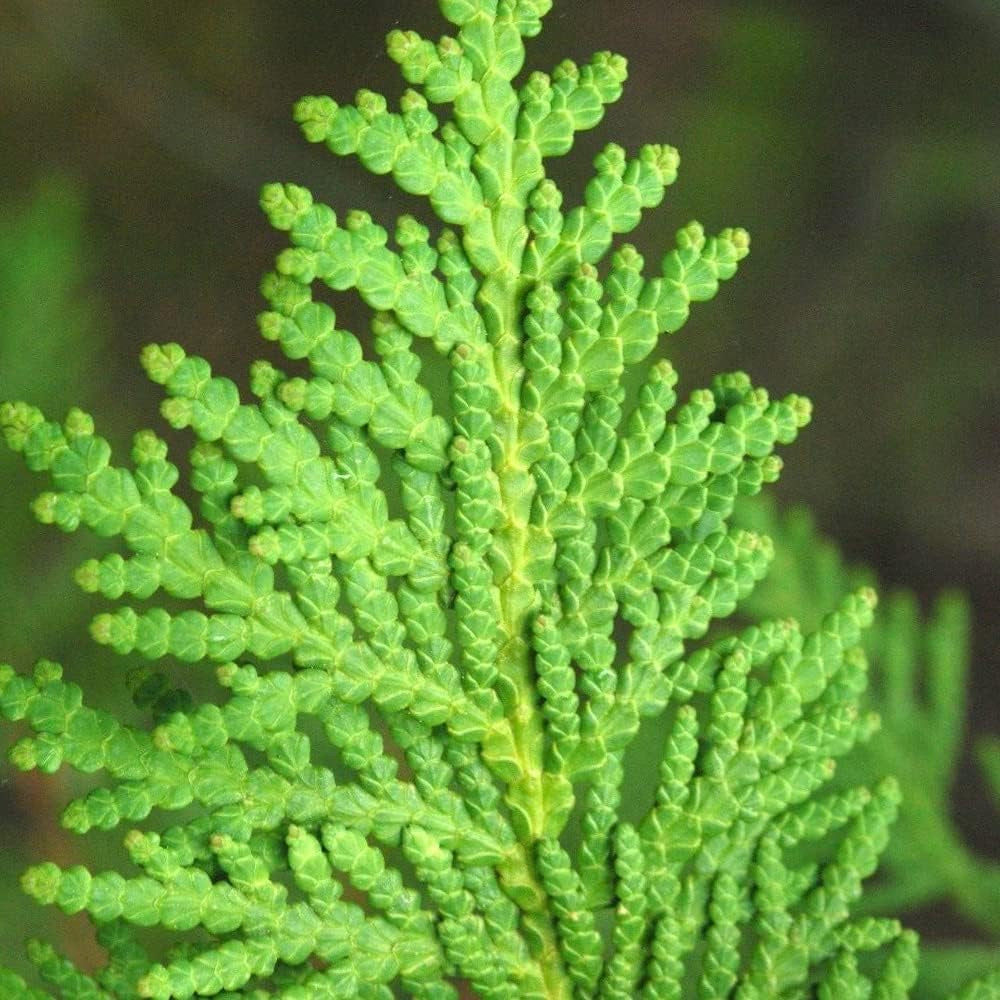 50 Seeds American Arborvitae - Thuja Occidentalis - Organic Plant Fresh Seeds for Home and Garden - Fresh Live Seeds for Planting