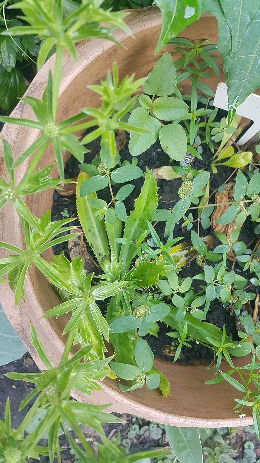 Non-Gmo Organic Vietnamese Culantro 100 Seeds - Also Known as Recao Long Coriander Mexican Coriander Thai Parsley NGO GAI Eryngium Foetidum Chadon Beni