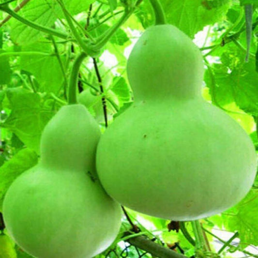 10 Bottle Gourd Seeds Birdhouse Craft Calabash Asian Buddha Squash Vegetable - Organic Fresh Seeds for Planting - Seeds for Home and Garden