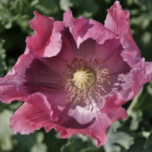 500 Seeds Poppy the Giant Somniferum Purple Huge Flowers Fall Planting Non-Gmo Purple Plant Seeds for Your Garden