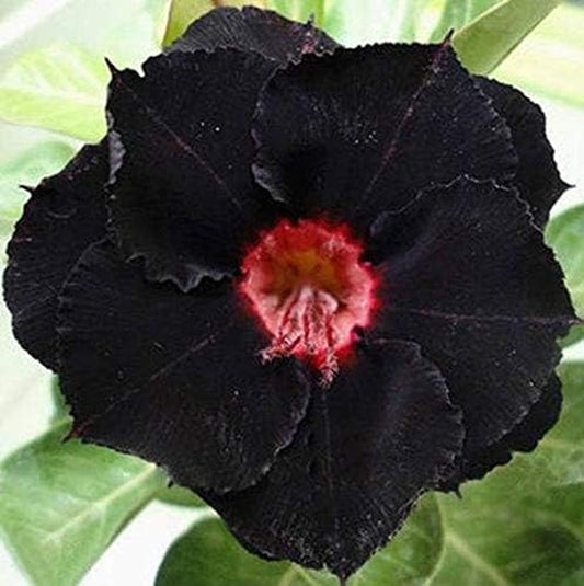 4 Seeds Rare Purple Black Desert Rose Adenium Obesum Flower Perennial Exotic