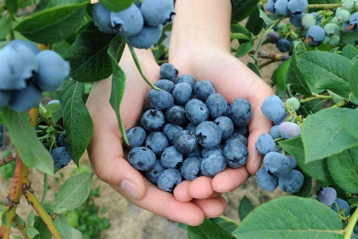 Southern Blueberry 50 Seeds - Blueberries Organic Seeds for Planting, Blueberries Fresh Fruit Seeds, Non GMO Berry Seeds, Dwarf Blueberry Bush Seeds for Planting Indoors