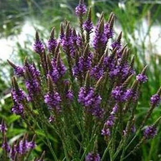 Verbena - Blue Vervain - Hastata- 100 Seeds - Organic Fresh Seeds for Planting - Live Verbena Seeds