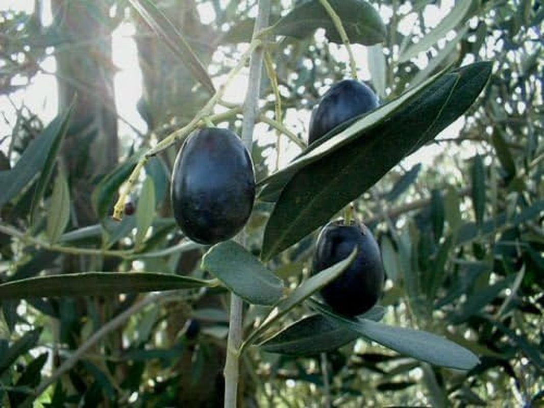 New Olive , OLIVE TREE , Fruit , Olea Europaea , 15 SEEDS !
