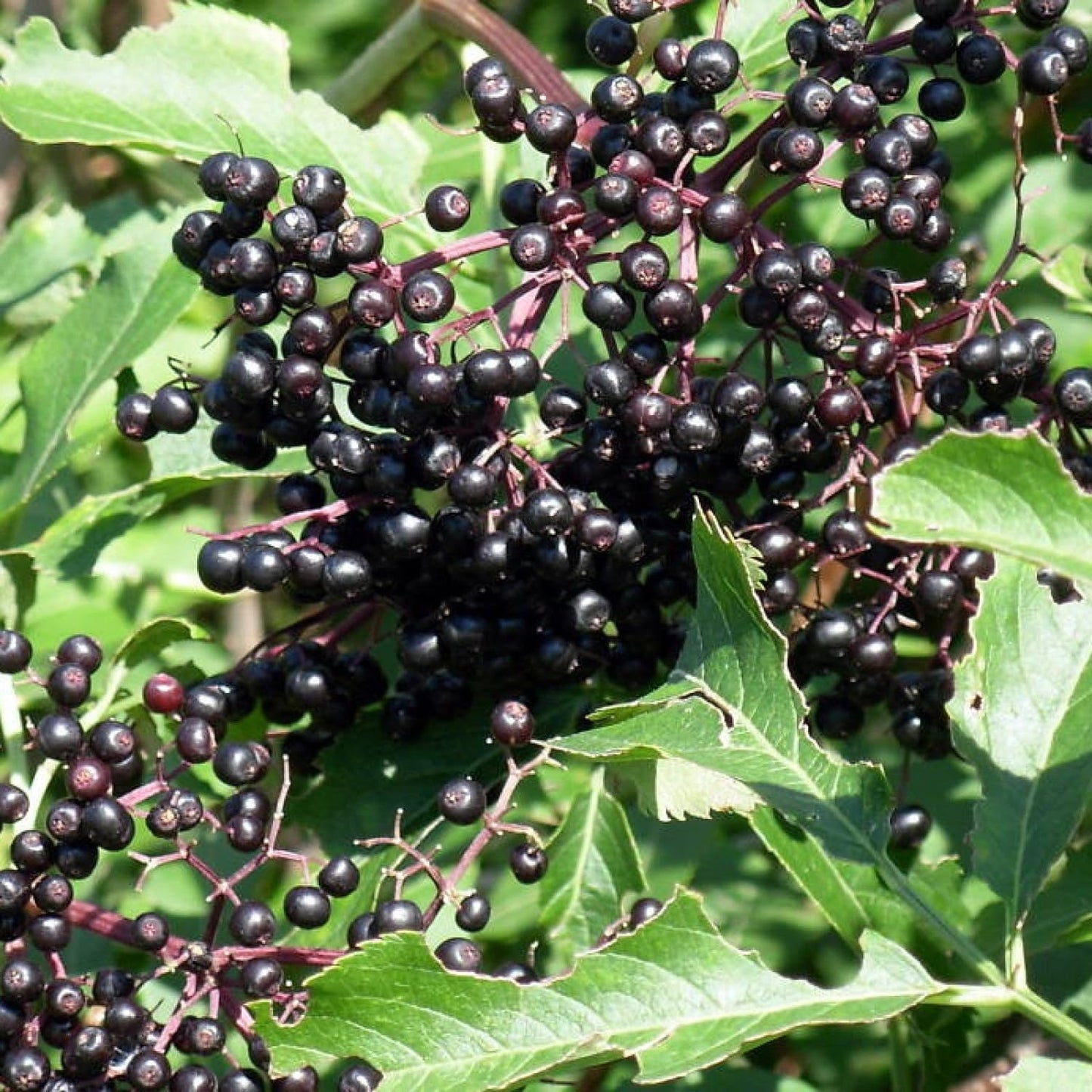 EUROPEAN ELDERBERRY Sambucus Nigra - 25+ SEEDS