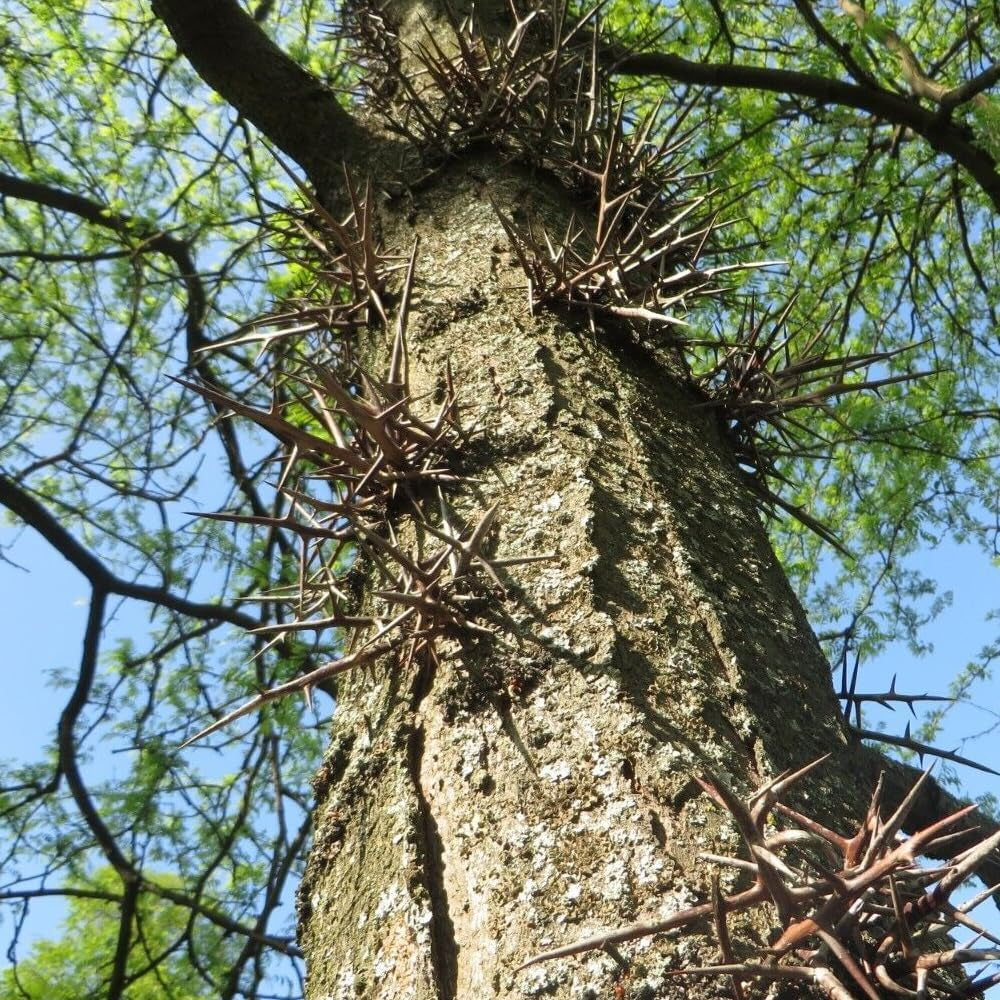 25 Seeds Honey Locust - Organic Fresh Seeds for Planting - Seeds for Home and Garden